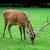 Obrázek č. 7, Znaczki Turystyczne, No. 503 Białowieski Park Narodowy